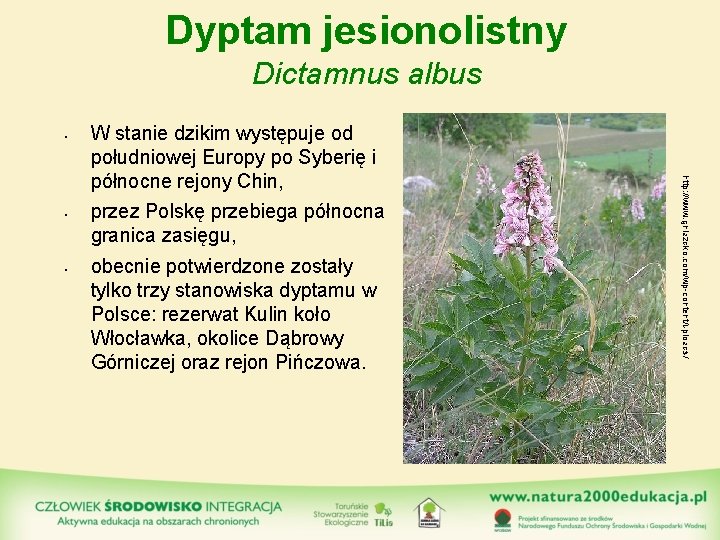 Dyptam jesionolistny Dictamnus albus • • przez Polskę przebiega północna granica zasięgu, obecnie potwierdzone