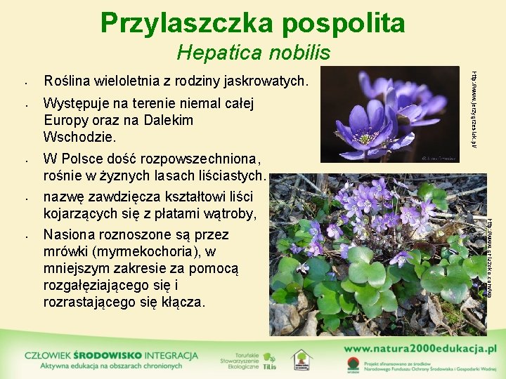 Przylaszczka pospolita Hepatica nobilis • • • Występuje na terenie niemal całej Europy oraz