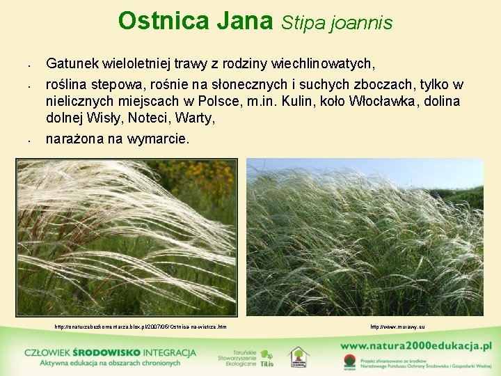 Ostnica Jana Stipa joannis • • • Gatunek wieloletniej trawy z rodziny wiechlinowatych, roślina