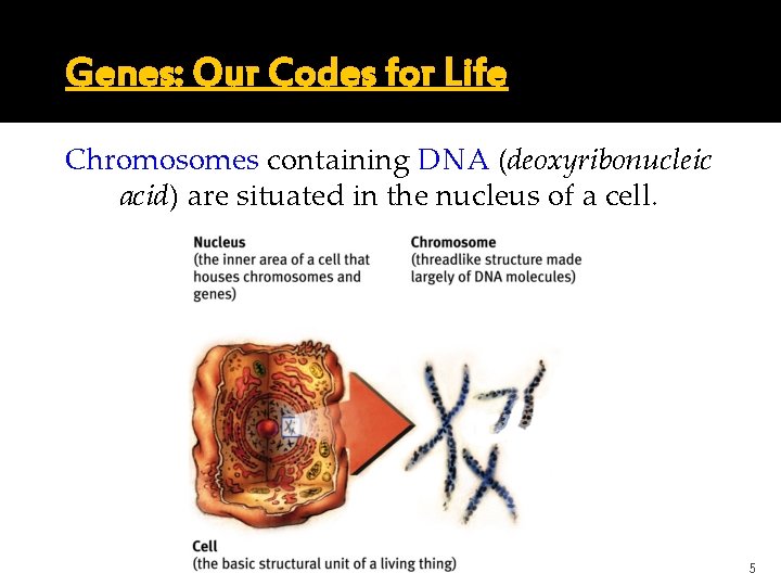 Genes: Our Codes for Life Chromosomes containing DNA (deoxyribonucleic acid) are situated in the