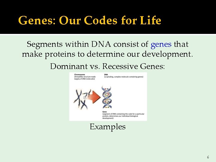 Genes: Our Codes for Life Segments within DNA consist of genes that make proteins