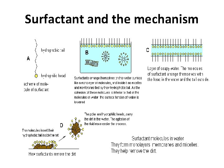 Surfactant and the mechanism 