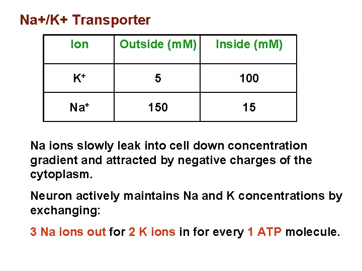 Na+/K+ Transporter Ion Outside (m. M) Inside (m. M) K+ 5 100 Na+ 150