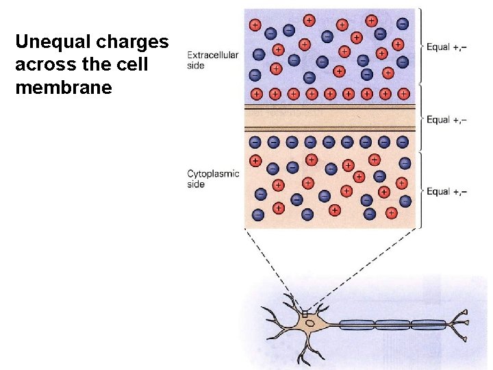 Unequal charges across the cell membrane 