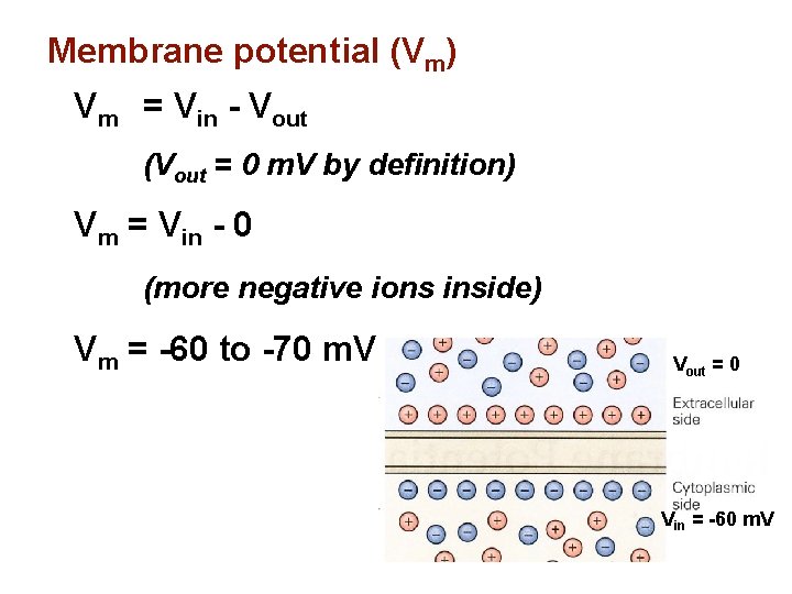 Membrane potential (Vm) Vm = Vin - Vout (Vout = 0 m. V by