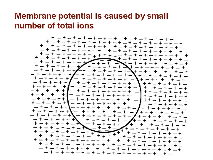Membrane potential is caused by small number of total ions 