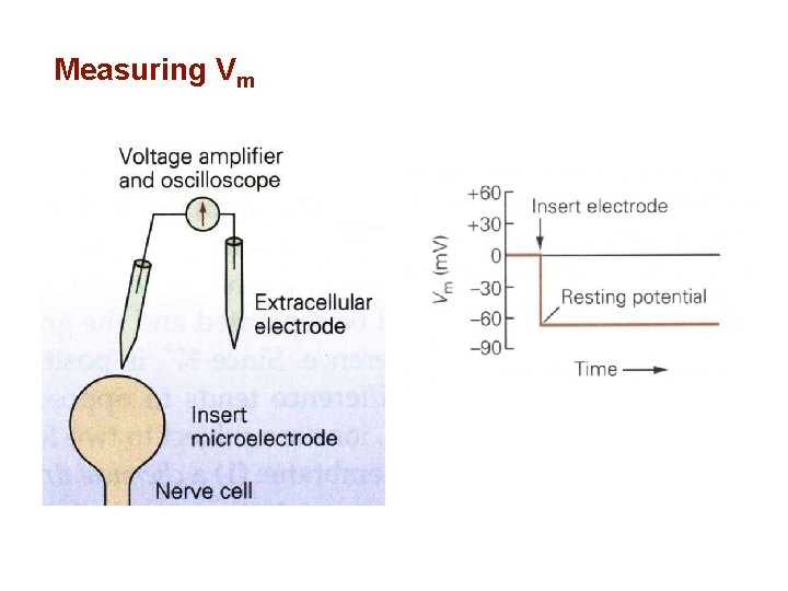Measuring Vm 
