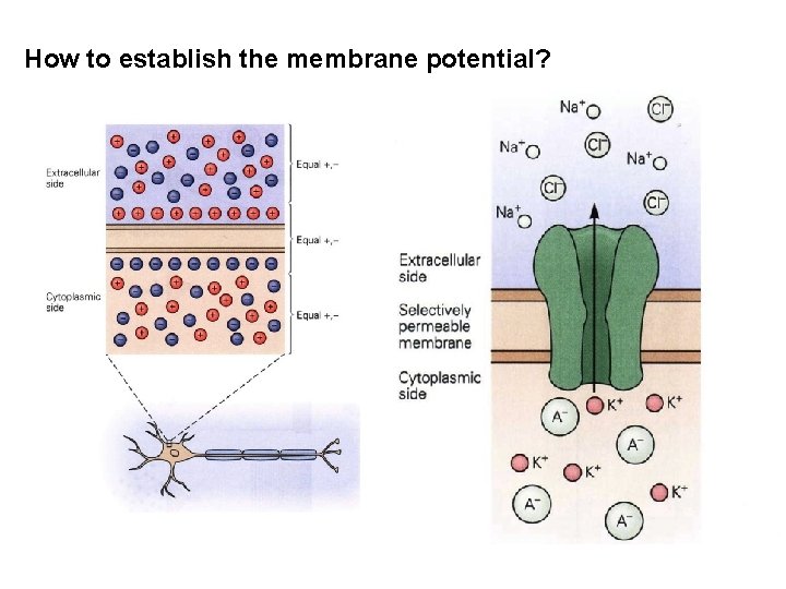 How to establish the membrane potential? 