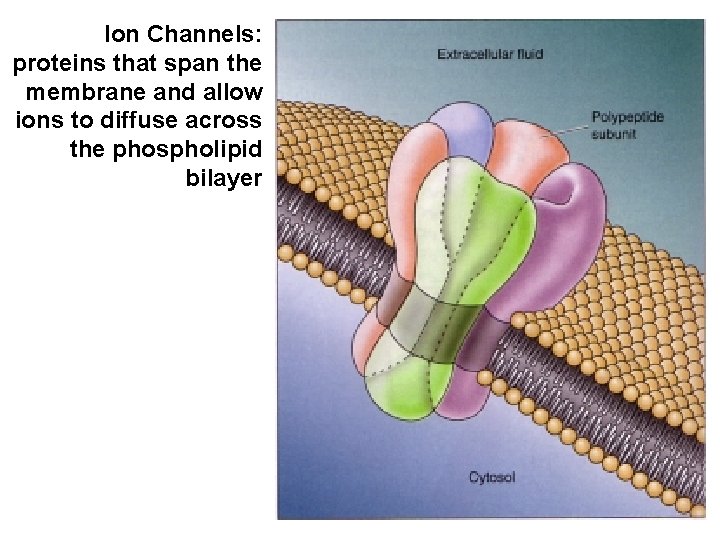 Ion Channels: proteins that span the membrane and allow ions to diffuse across the