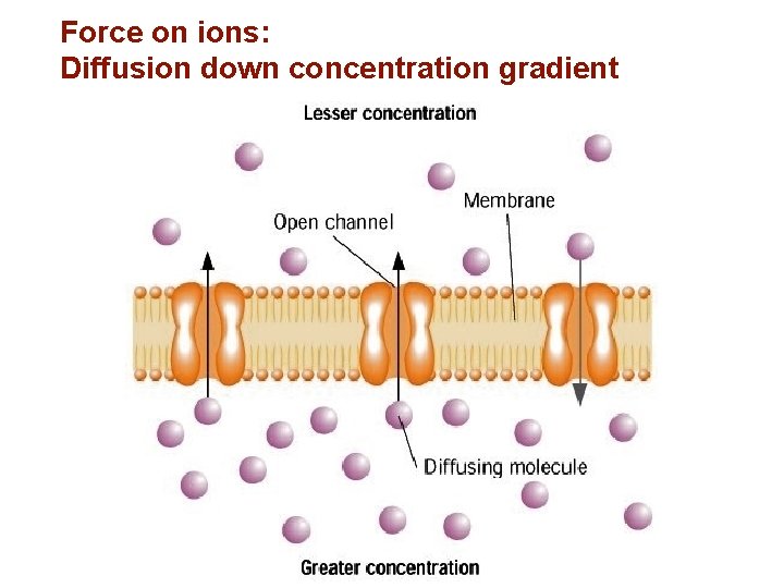 Force on ions: Diffusion down concentration gradient 