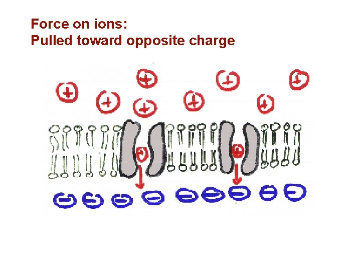 Force on ions: Pulled toward opposite charge 