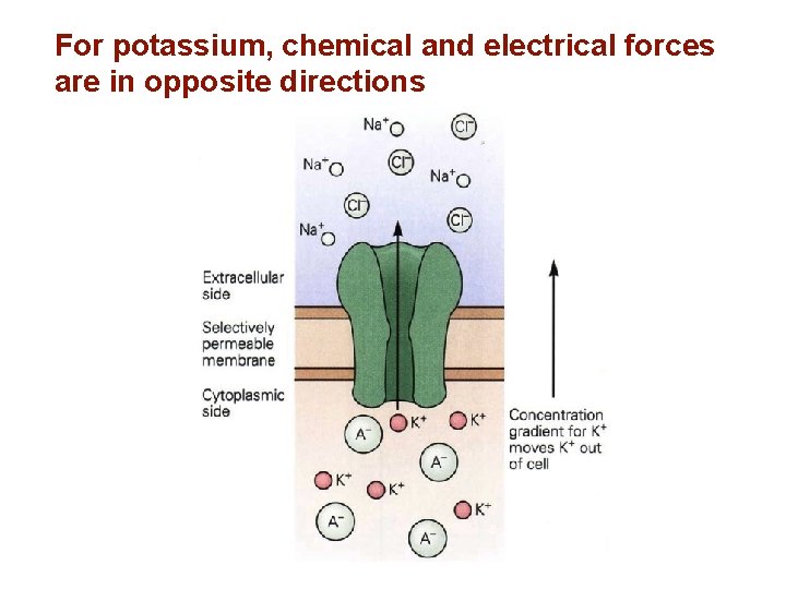 For potassium, chemical and electrical forces are in opposite directions 