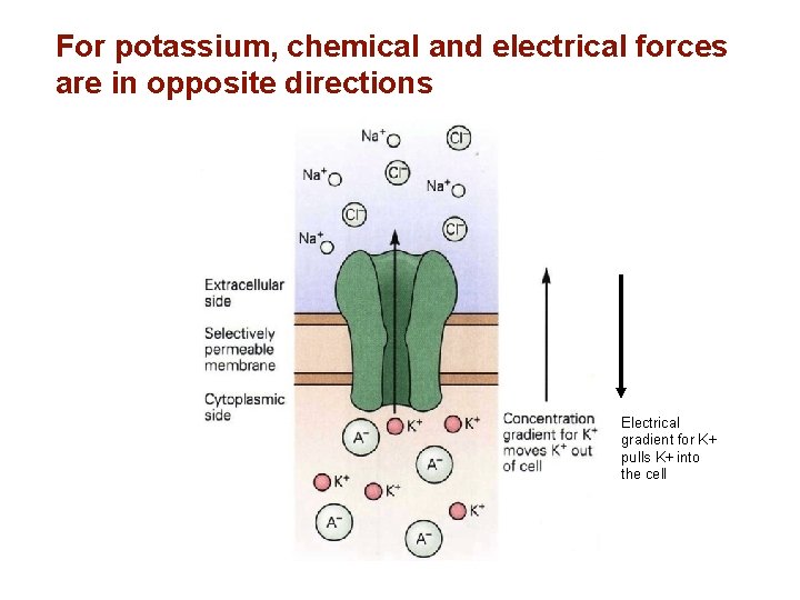 For potassium, chemical and electrical forces are in opposite directions Electrical gradient for K+
