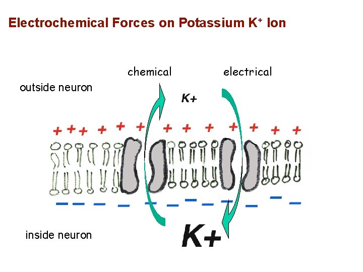 Electrochemical Forces on Potassium K+ Ion chemical outside neuron inside neuron electrical 