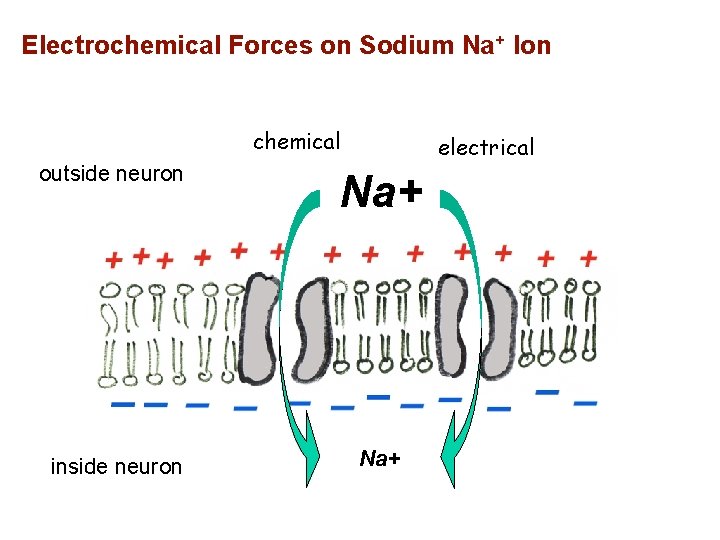 Electrochemical Forces on Sodium Na+ Ion chemical electrical outside neuron Na+ inside neuron Na+