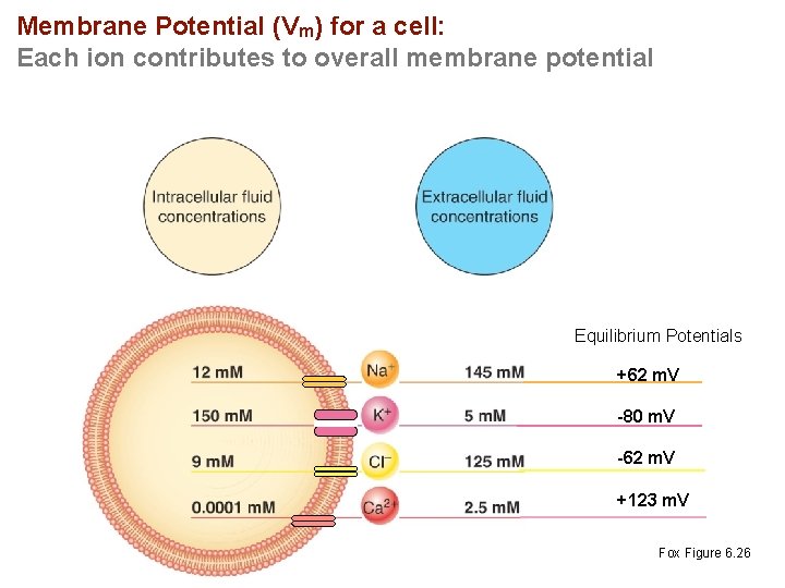 Membrane Potential (Vm) for a cell: Each ion contributes to overall membrane potential Equilibrium