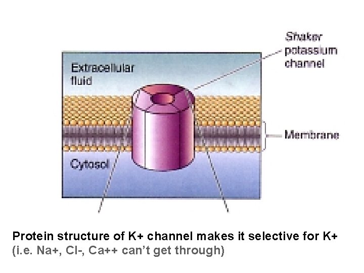 Protein structure of K+ channel makes it selective for K+ (i. e. Na+, Cl-,