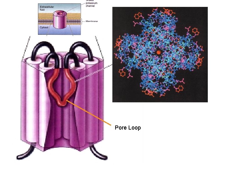 Pore Loop 