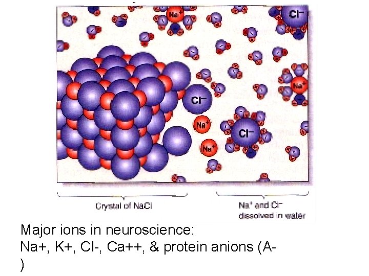 Major ions in neuroscience: Na+, K+, Cl-, Ca++, & protein anions (A) 