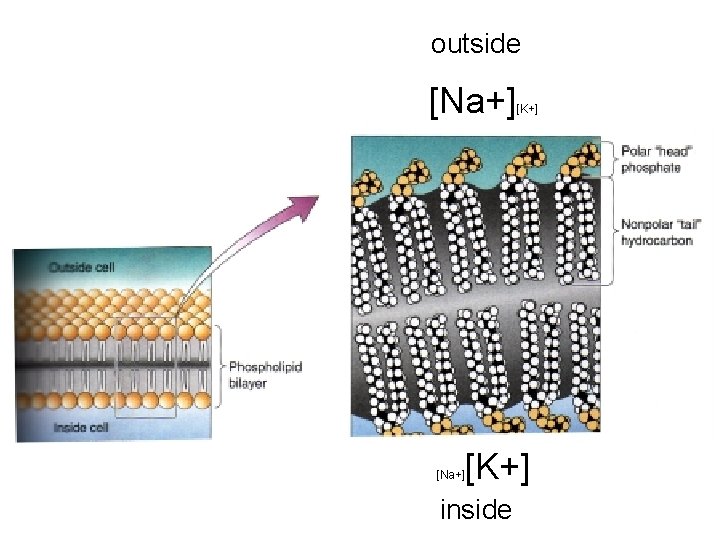 outside [Na+] [K+] inside 