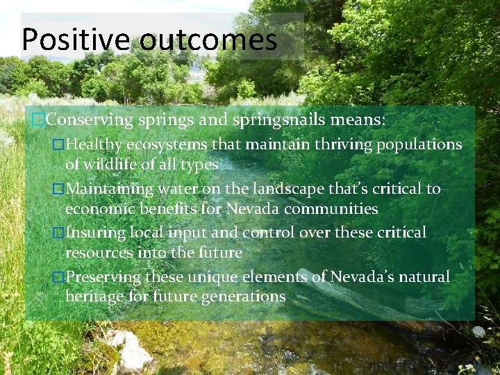 Positive outcomes �Conserving springs and springsnails means: �Healthy ecosystems that maintain thriving populations of