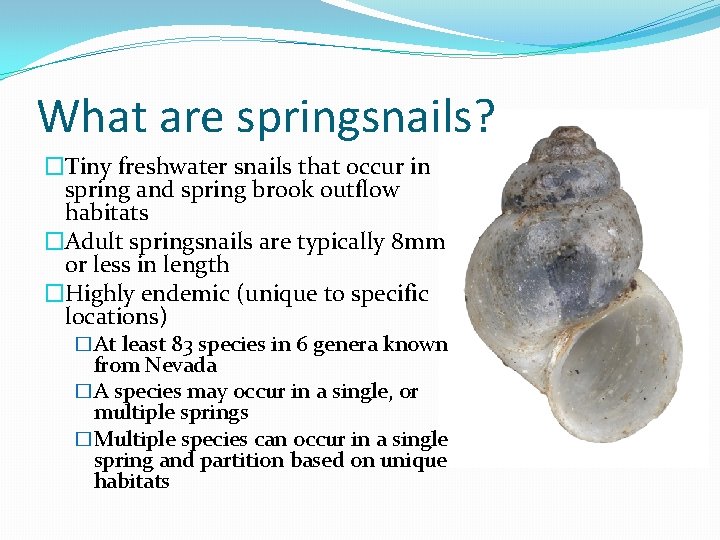 What are springsnails? �Tiny freshwater snails that occur in spring and spring brook outflow