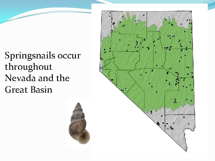 Springsnails occur throughout Nevada and the Great Basin 