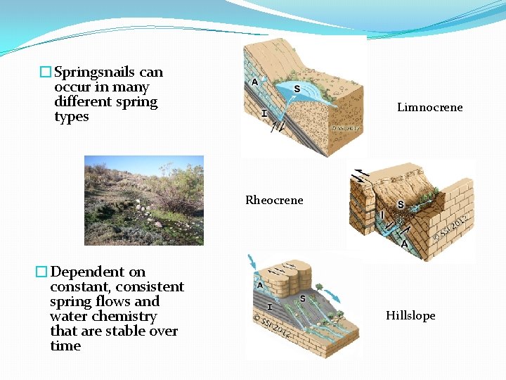 �Springsnails can occur in many different spring types Limnocrene Rheocrene �Dependent on constant, consistent