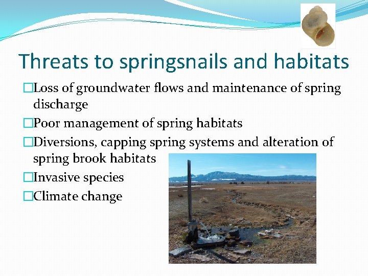 Threats to springsnails and habitats �Loss of groundwater flows and maintenance of spring discharge