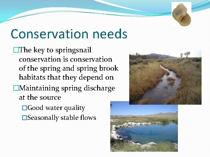 Conservation needs �The key to springsnail conservation is conservation of the spring and spring