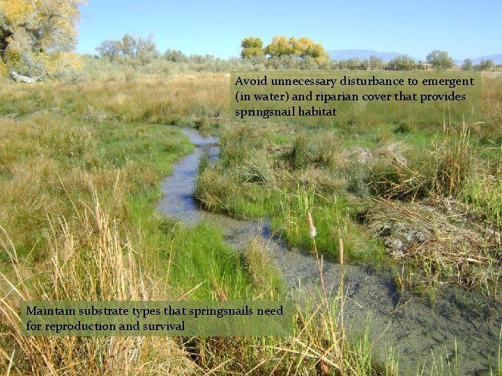 Avoid unnecessary disturbance to emergent (in water) and riparian cover that provides springsnail habitat