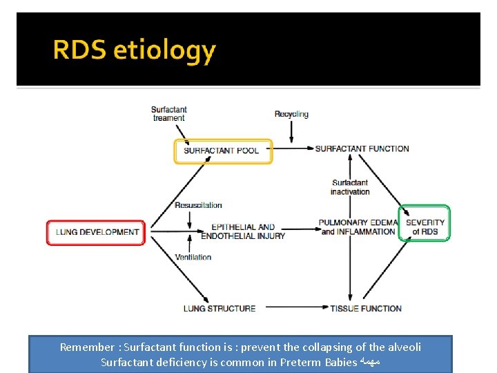 Remember : Surfactant function is : prevent the collapsing of the alveoli Surfactant deficiency