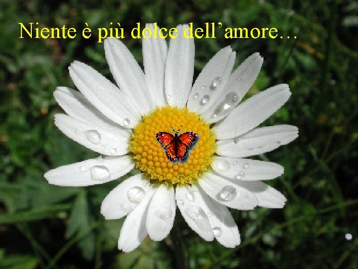 Niente è più dolce dell’amore… 