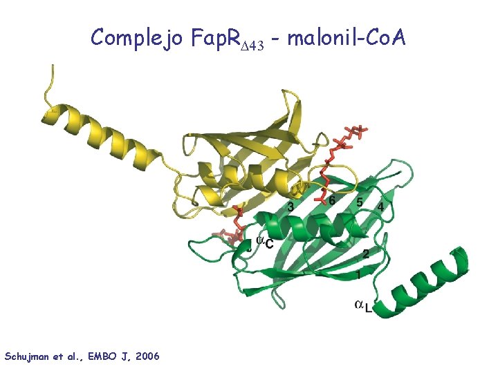 Complejo Fap. R 43 - malonil-Co. A Schujman et al. , EMBO J, 2006