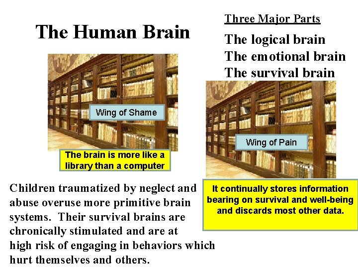 The Human Brain Three Major Parts The logical brain The emotional brain The survival