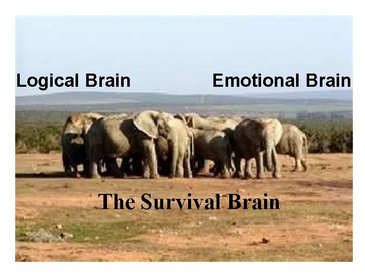 Logical Brain Emotional Brain The Survival Brain 