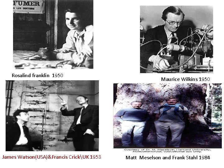 Rosalind franklin 1950 James Watson(USA)&Francis CrickUK 1953 Maurice Wilkins 1950 Matt Meselson and Frank