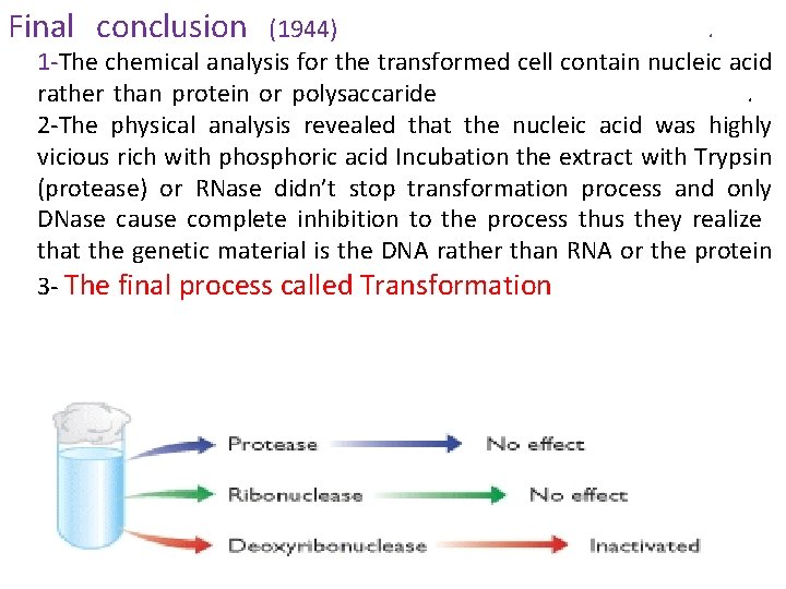 Final conclusion (1944) . 1 -The chemical analysis for the transformed cell contain nucleic