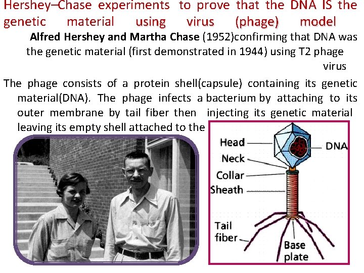 Hershey–Chase experiments to prove that the DNA IS the genetic material using virus (phage)