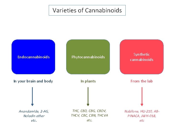 Varieties of Cannabinoids Endocannabinoids Phytocannabinoids Synthetic cannabinoids In your brain and body In plants