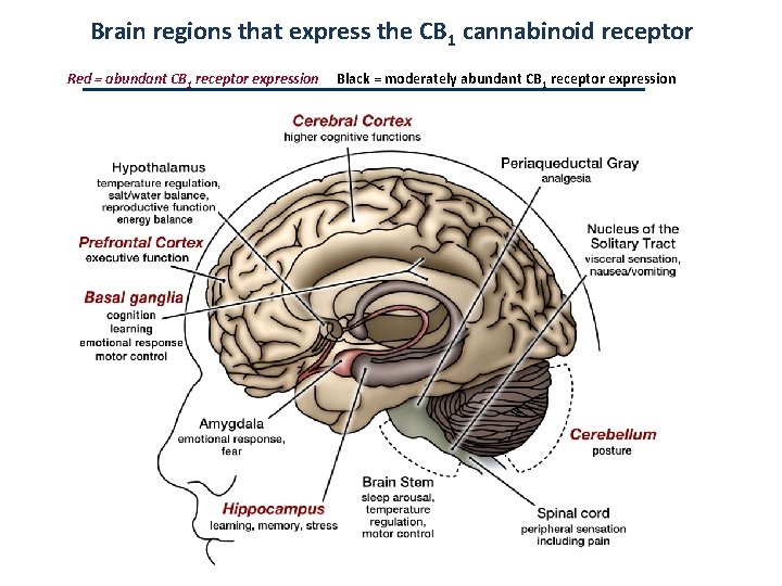Brain regions that express the CB 1 cannabinoid receptor Red = abundant CB 1