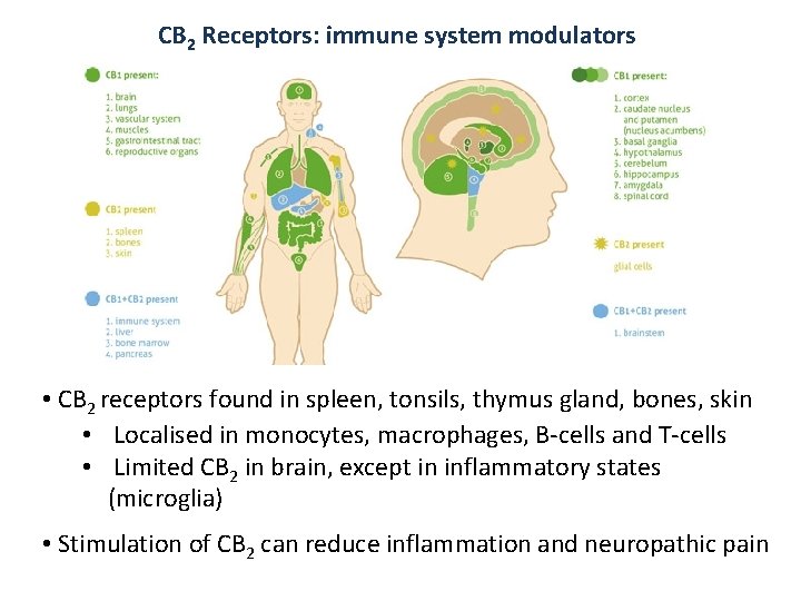 CB 2 Receptors: immune system modulators • CB 2 receptors found in spleen, tonsils,