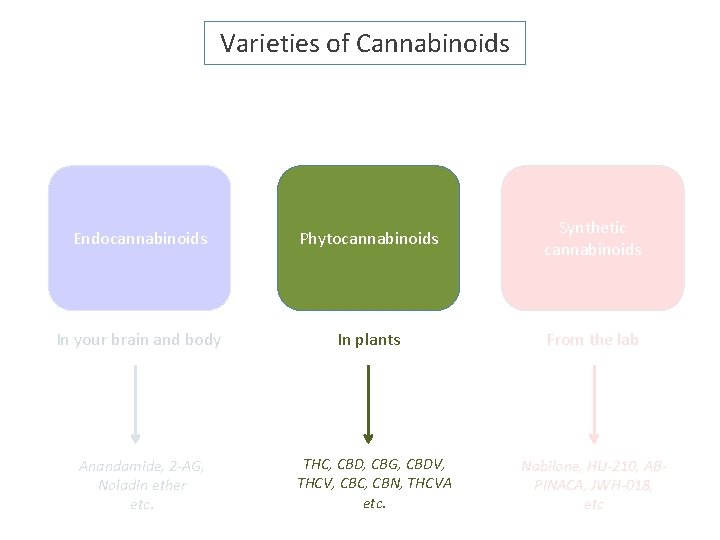 Varieties of Cannabinoids Endocannabinoids Phytocannabinoids Synthetic cannabinoids In your brain and body In plants