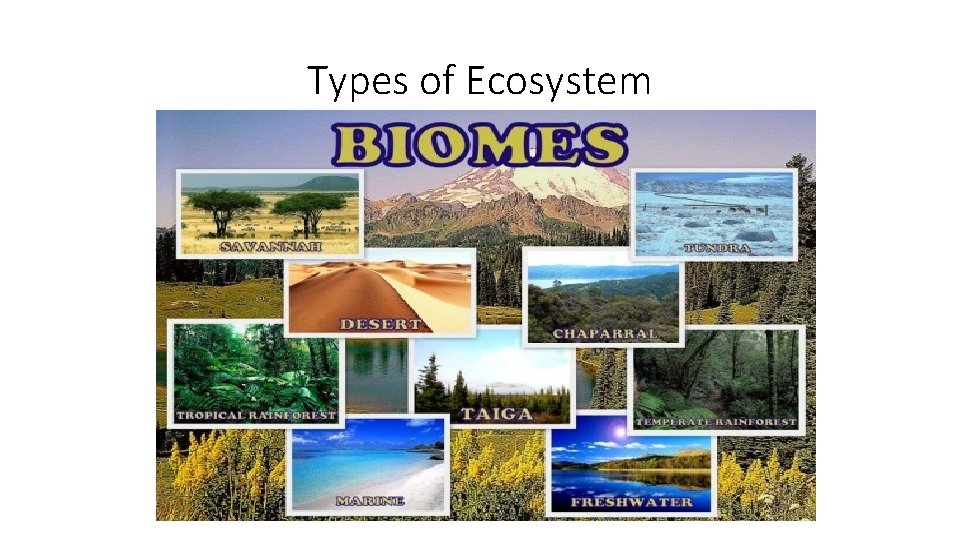 Types of Ecosystem 