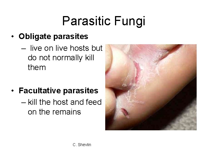 Parasitic Fungi • Obligate parasites – live on live hosts but do not normally