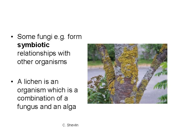  • Some fungi e. g. form symbiotic relationships with other organisms • A