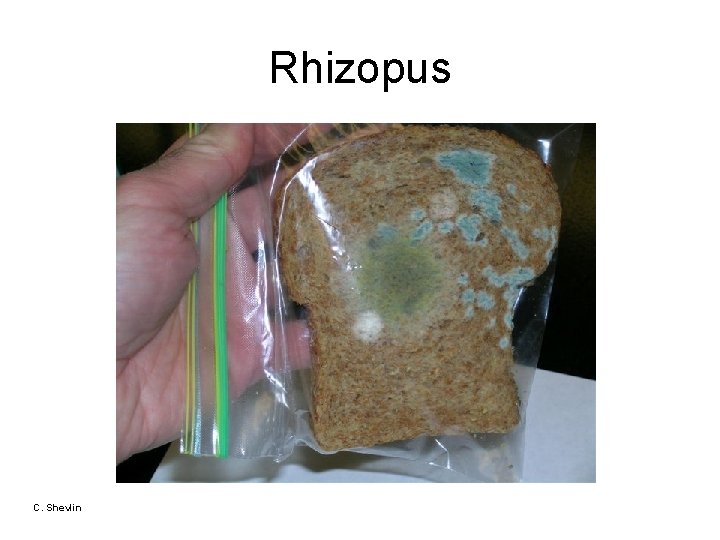 Rhizopus C. Shevlin 