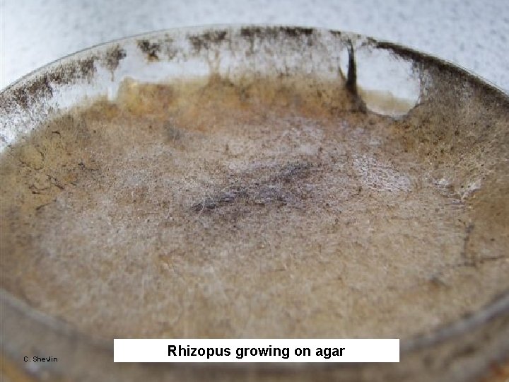 C. Shevlin Rhizopus growing on agar C. Shevlin Rhizopus growing on agar