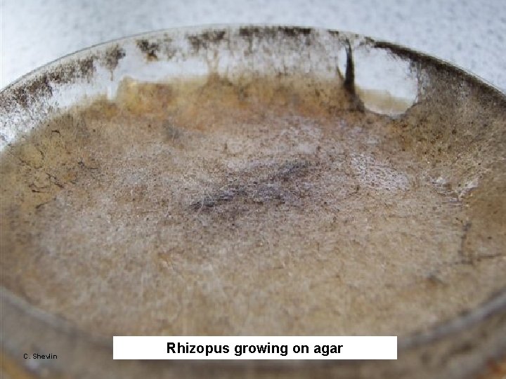 C. Shevlin Rhizopus growing on agar 