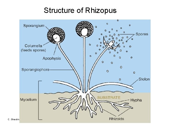 Structure of Rhizopus C. Shevlin 